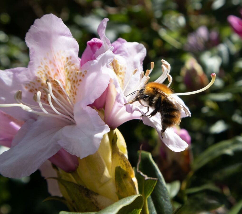 Busy Bee - Katharine Showell